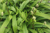 OSTŘICE JITROCELOVITÁ - Carex plantaginea