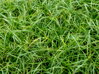 OSTŘICE JARNÍ- Carex caryophyllea 'The Beatles'