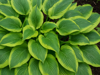 BOHYŠKA - Hosta hybrida ´Satisfaction´
