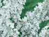 LEVANDULE - Lavandula angustifolia 'Ellegance Snow'