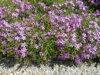 PLAMENKA MIX - Phlox douglasii