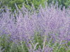 PEROVSKIE LEBEDOLISTÁ (ŠALVĚJ YANGOVA, RUSKÁ ŠALVĚJ) - Perovskia atriplicifolia