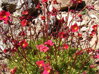 LOMIKÁMEN - Saxifraga arendsii 'Harder Zwerg'