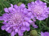 HLAVÁČ FIALOVÝ - Scabiosa columbaria ´Butterfly Blue´