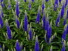 ROZRAZIL KLASNATÝ - Veronica spicata 'Nana Blauteppich'