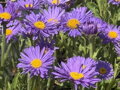 ASTRA, HVĚZDNICE ALPSKÁ - Aster alpinus ´Violet´