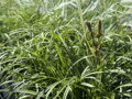 OSTŘICE JARNÍ- Carex caryophyllea 'The Beatles'