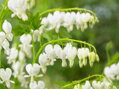 SRDCOVKA NÁDHERNÁ - Dicentra spectabilis ´Alba´