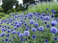 BĚLOTRN BANÁTSKÝ - Echinops bannaticus 'Blue Glow'