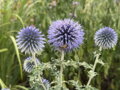 BĚLOTRN BANÁTSKÝ - Echinops bannaticus 'Blue Glow'