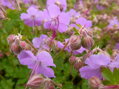 KAKOST KANTABRIJSKÝ - Geranium cantabrigiense ´Cambridge´