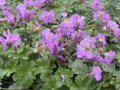 KAKOST KANTABRIJSKÝ - Geranium cantabrigiense ´Cambridge´