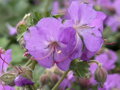 KAKOST KANTABRIJSKÝ - Geranium cantabrigiense ´Cambridge´