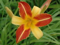 DENIVKA MIX - Hemerocallis