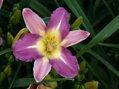 DENIVKA MIX - Hemerocallis