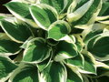 BOHYŠKA - Hosta hybrida  'Patriot'