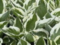 BOHYŠKA - Hosta hybrida  'Patriot'