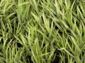 RÁKOSNÍK JAPONSKÝ - Hakonechloa macra 'Albostriata'