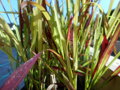 IMPERATA VÁLCOVITÁ - Imperata cylindrica ´Red Baron´