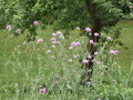 CHRASTAVEC MAKEDONSKÝ - Knautia macedonica ´Melton Pastels´