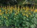 POPELIVKA PŘEVALSKÉHO - Ligularia przewalskii