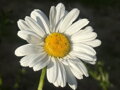 KOPRETINA - Leucanthemum vulgare ´May Queen´