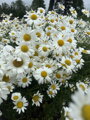 KOPRETINA - Leucanthemum vulgare ´May Queen´