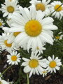 KOPRETINA - Leucanthemum vulgare ´May Queen´