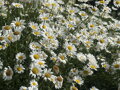 KOPRETINA - Leucanthemum vulgare ´May Queen´