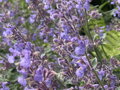 ŠANTA - Nepeta x faassenii  'Six Hills Giant'