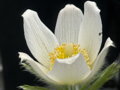 KONIKLEC OBECNÝ - Pulsatilla vulgaris ´Bells White´