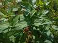 KRTIČNÍK HLÍZNATÝ - Scrophularia nodosa