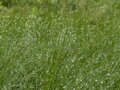 KAVYL PÉŘOVITÝ - Stipa tenuissima ´Pony Tails´