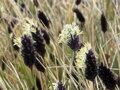 PĚCHAVA HEUFLEROVA - Sesleria heufleriana