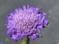 HLAVÁČ FIALOVÝ - Scabiosa columbaria ´Butterfly Blue´