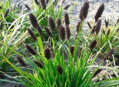 PĚCHAVA HEUFLEROVA - Sesleria heufleriana