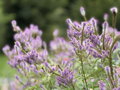 ROZRAZILOVEC VIRŽINSKÝ - Veronicastrum virginicum ´Fascination´