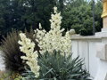JUKA VLÁKNITÁ - Yucca filamentosa