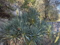 JUKA VLÁKNITÁ - Yucca filamentosa