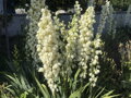 JUKA VLÁKNITÁ - Yucca filamentosa