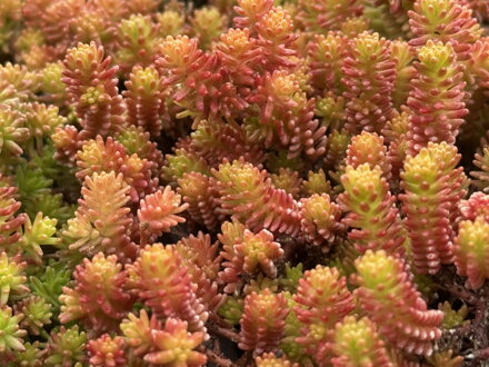 ROZCHODNÍK ŠESTIŘADÝ - Sedum sexangulare