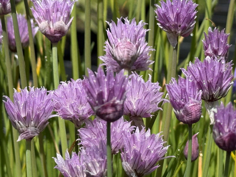 PAŽITKA POBŘEŽNÍ - Allium schoenoprasum