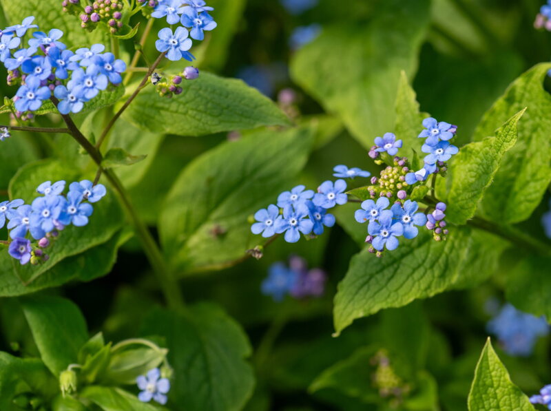 POMNĚNKOVEC VELKOLISTÝ - Brunnera macrophylla 