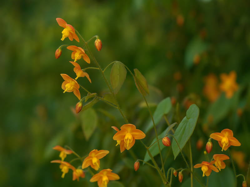 ŠKORNICE - Epimedium warleyense ´Ellen Willmott´
