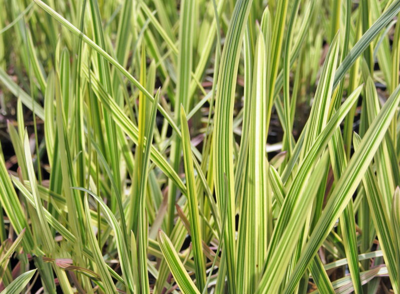 ZBLOCHAN VODNÍ - Glyceria maxima ´Variegata´