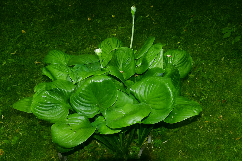 BOHYŠKA - Hosta hybride 'Avocado'