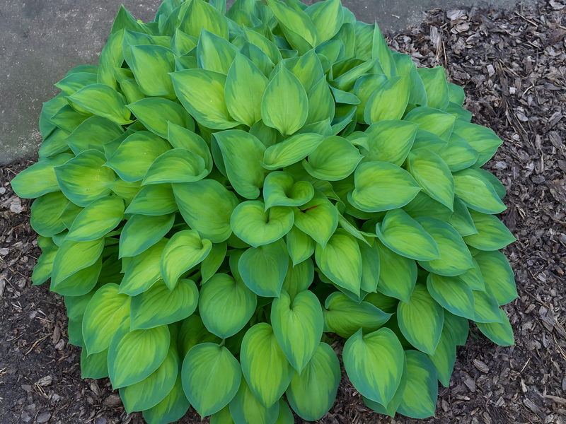 BOHYŠKA - Hosta hybrida ´Tick Tock´