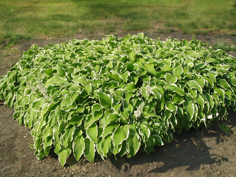 BOHYŠKA - Hosta undulata ´Albomarginata´