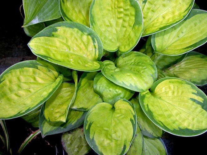 BOHYŠKA - Hosta hybride 'Rainforest Sunrise'®