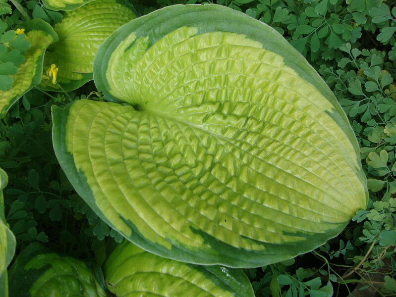 BOHYŠKA - Hosta hybrida ´Inniswood´